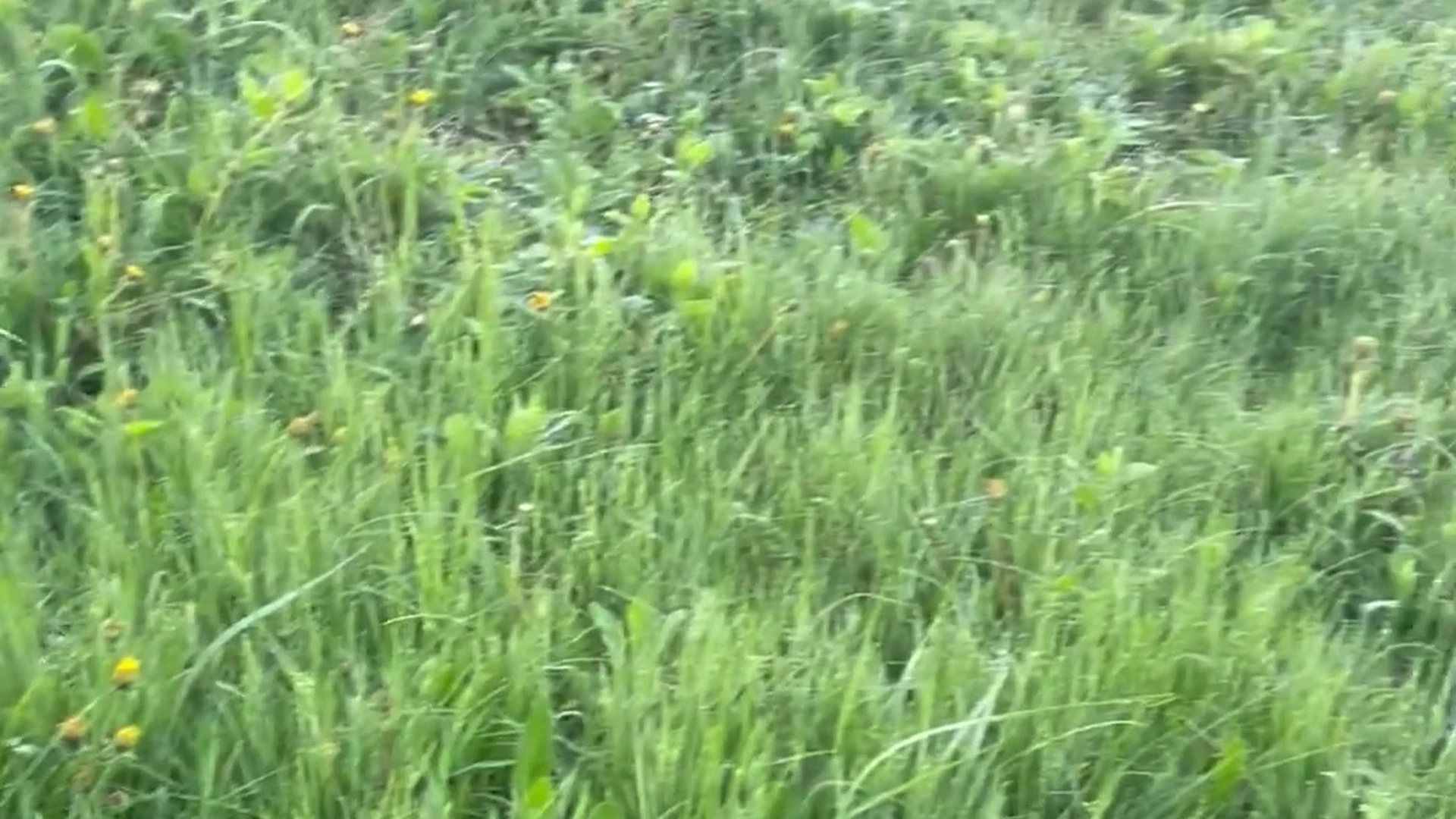 Inspiring  cumshot ArchiPan nude videos Exclusive full vid