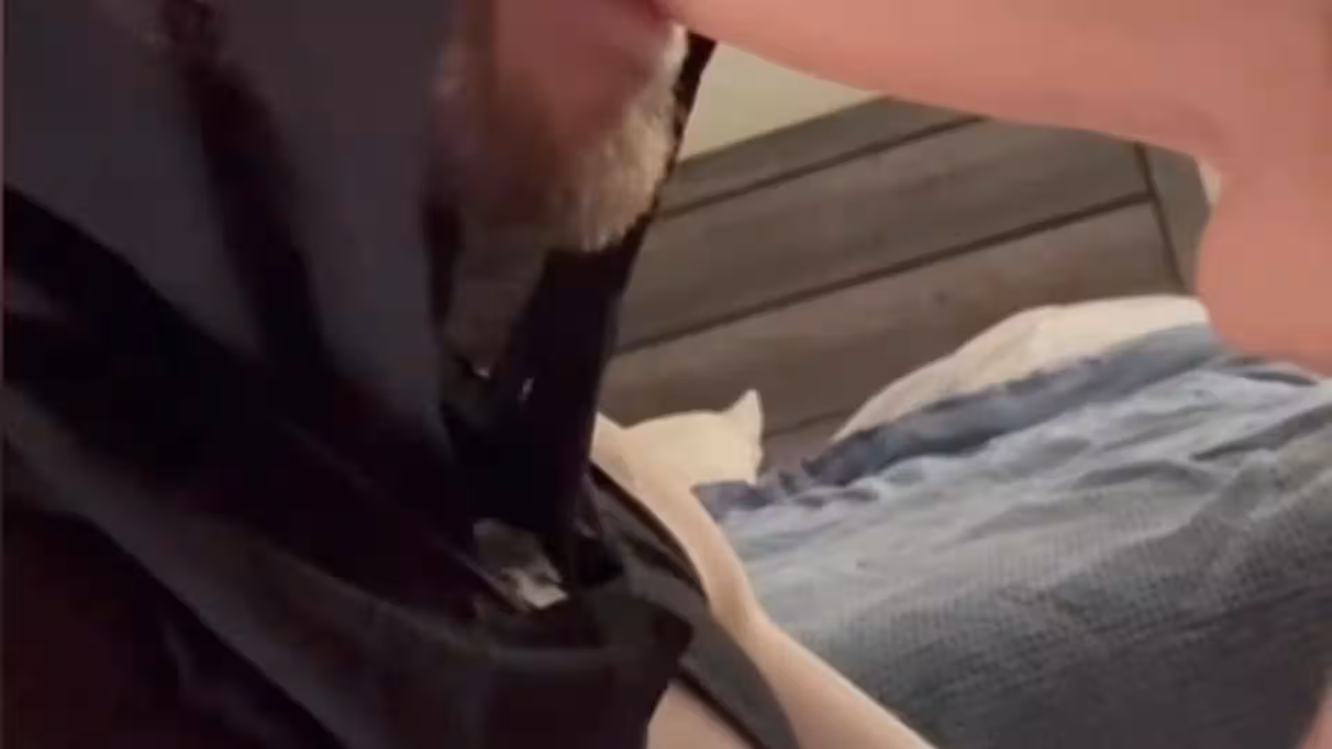 Exposed ZackCat71 CoolCatZack onlyfans leak
0